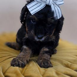 Lily - Phantom female Goldendoodle puppy in Decatur, Tennessee from Diamond's Doodles