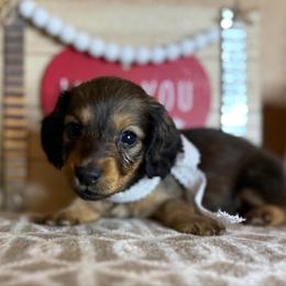 Girl - Cream female Dachshund puppy in Winter Haven, Florida from Davidson's Dachshunds