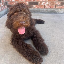 Goldendoodle All Grown Up from Twilight Doodles