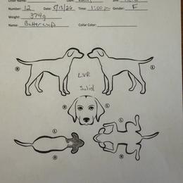 Buttercup - Liver roan female German Shorthaired Pointer puppy in San Antonio, Texas from Alvarado Farm Kennels, LLC