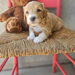 Blue collar boy - Apricot male Goldendoodle puppy in Tucson, Arizona from Ever After Doodles Arizona