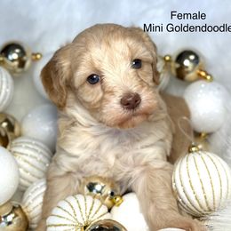 Susie - Apricot female Goldendoodle puppy in Montrose, Michigan from Livy’s Doodles