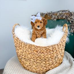 Lottie - Red  female Goldendoodle puppy in Cedar City, Utah from Cedar Doodles- Home of the Teddybear Goldendoodle