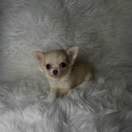 Girl 3 - Cream and white female Chihuahua puppy in Fargo, North Dakota from Wild Prairie Chihuahuas