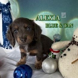 Alexia - Blue and tan female Dachshund puppy in Waseca, Minnesota from Dragonfly Doxies