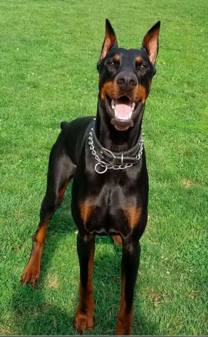 Sirus Dobermans in Ohio | Doberman Pinscher puppies | Good Dog