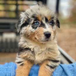 Male 2 - Blue merle male Australian Shepherd puppy in Smithville, Arkansas from Harris Farms and Aussies