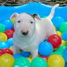 Miniature Bull Terrier Puppies from Tonka Miniature Bull Terriers