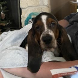 Basset Hound Puppies from 5th Day Farm
