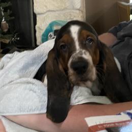 Basset Hound Puppies from 5th Day Farm