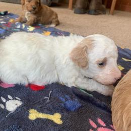 Beau - Parti male Poodle puppy in Haddam, Kansas from Golden B Acres