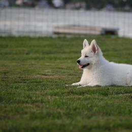 Berger Blanc Suisse Puppies from Nasha Comanda White Swiss Shepherds