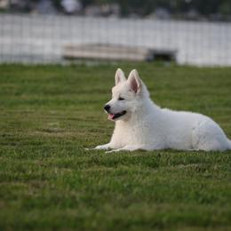 Berger Blanc Suisse Puppies from Nasha Comanda White Swiss Shepherds
