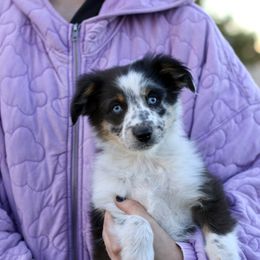 Australian Shepherd, Miniature American Shepherd, Miniature Australian Shepherd, and Toy Australian Shepherd Puppies from Painted Blue Aussies