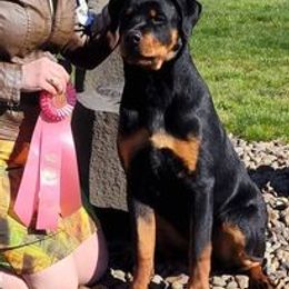 Rottweilers from Blue Diamond Rottweilers