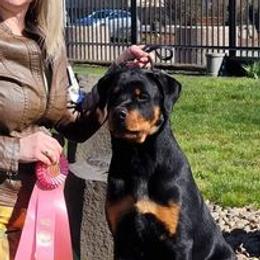 Rottweilers from Blue Diamond Rottweilers