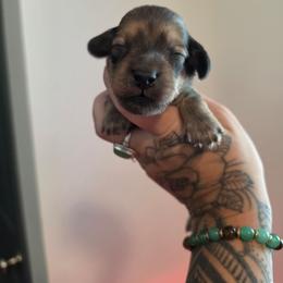 Billy - Cream male Dachshund puppy in Grants Pass, Oregon from Redwood Dachshunds