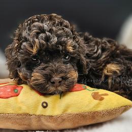 Brown Phantom Boy, Khufu now Hershey - Brown male Poodle puppy in Coolidge, Arizona from Effervescent-Pooches