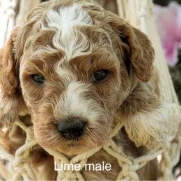 (Link) Lincoln - Apricot male Goldendoodle puppy in Boaz, Alabama from Doodles All Day