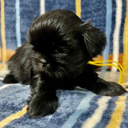 Stan - Black male Shih Tzu puppy in Easley, South Carolina from Full of Shih Tzus
