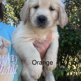 Orange - Golden female Golden Retriever puppy in Jesup, Georgia from Painted Platinum Retrievers (Painted Platinum Kennel) PPK