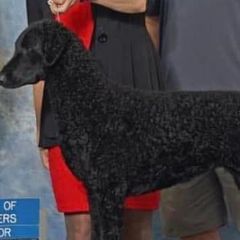 Curly-Coated Retrievers from Kanon Curly Coated Retrievers