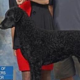 Curly-Coated Retrievers from Kanon Curly Coated Retrievers