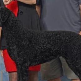 Curly-Coated Retrievers from Kanon Curly Coated Retrievers
