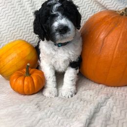 Labradoodle, Australian Labradoodle, and Schnoodle Puppies from Lake Mountain Doodle