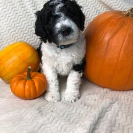 Labradoodle, Australian Labradoodle, and Schnoodle Puppies from Lake Mountain Doodle