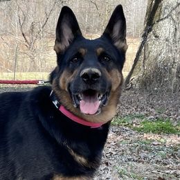 Ava - German Shepherd