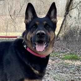 Ava - German Shepherd