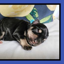Nate - Black and silver male Miniature Schnauzer puppy in Lebanon, Missouri from Cedar Glades Canines