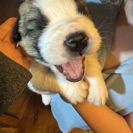 Dark green - Brindle and white male Saint Bernard puppy in Auburn, Washington from Sara’s Saint Bernards