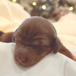 Holly - Chocolate and tan female Dachshund puppy in Delta, Utah from Dix n’ Dot Dachshunds