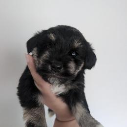 Pink - Black and silver female Miniature Schnauzer puppy in Thomasville, North Carolina from J&J's Future Horizons Kennel
