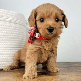 Maisie - Apricot female Goldendoodle puppy in Temecula, California from Oodles O'Doodles