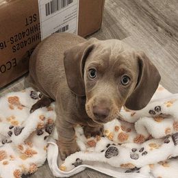 Dachshund Puppies from Empire's Dachshunds