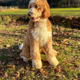 Duke - Goldendoodle