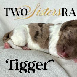 Tigger - male Newfypoo puppy in Jackson, Missouri from Two Sisters Ranch, LLC