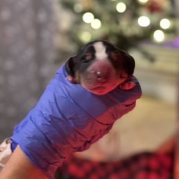 Boy 1 - Basset Hound puppy in Lynchburg, Virginia from Clays Bloodhounds and Bassets