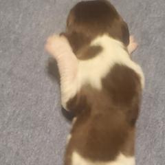 Kleine Munsterlander Puppies from Prairie State Kennel