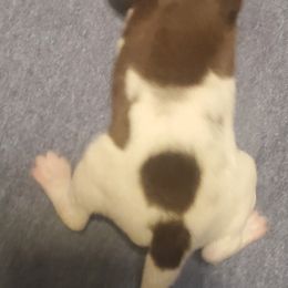 Kleine Munsterlander Puppies from Prairie State Kennel