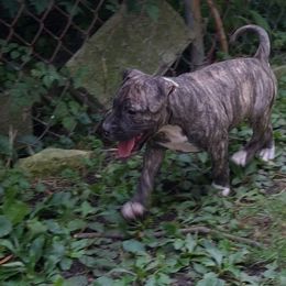 American Staffordshire Terrier Puppies from GrinNation Noble Am Staffs