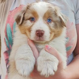 Australian Shepherd Puppies from NK Ranch Australian Shepherds