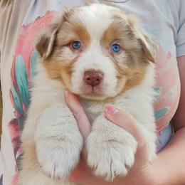 Australian Shepherd Puppies from NK Ranch Australian Shepherds