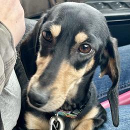 Raven - Dachshund