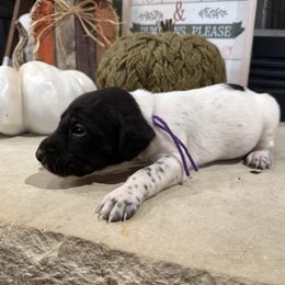 Purple - Black and white female German Shorthaired Pointer puppy in Huntington, Texas from B&B GSP’S