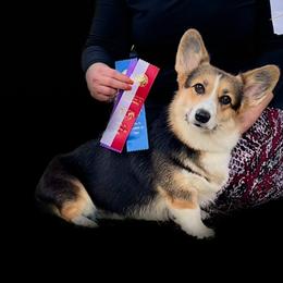 Kova - Pembroke Welsh Corgi