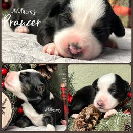 (6) Prancer, BTF - Red merle female Miniature American Shepherd puppy in Huntington, Texas from JKKJ Farms